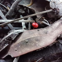 Cruentomycena viscidocruenta at Bargo, NSW - 31 Mar 2025 09:53 AM