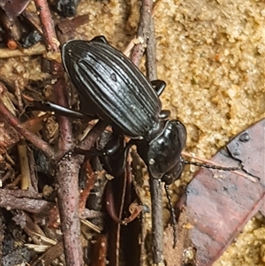 Cardiothorax sp. (genus) at Bargo, NSW - 28 Mar 2025 04:24 PM