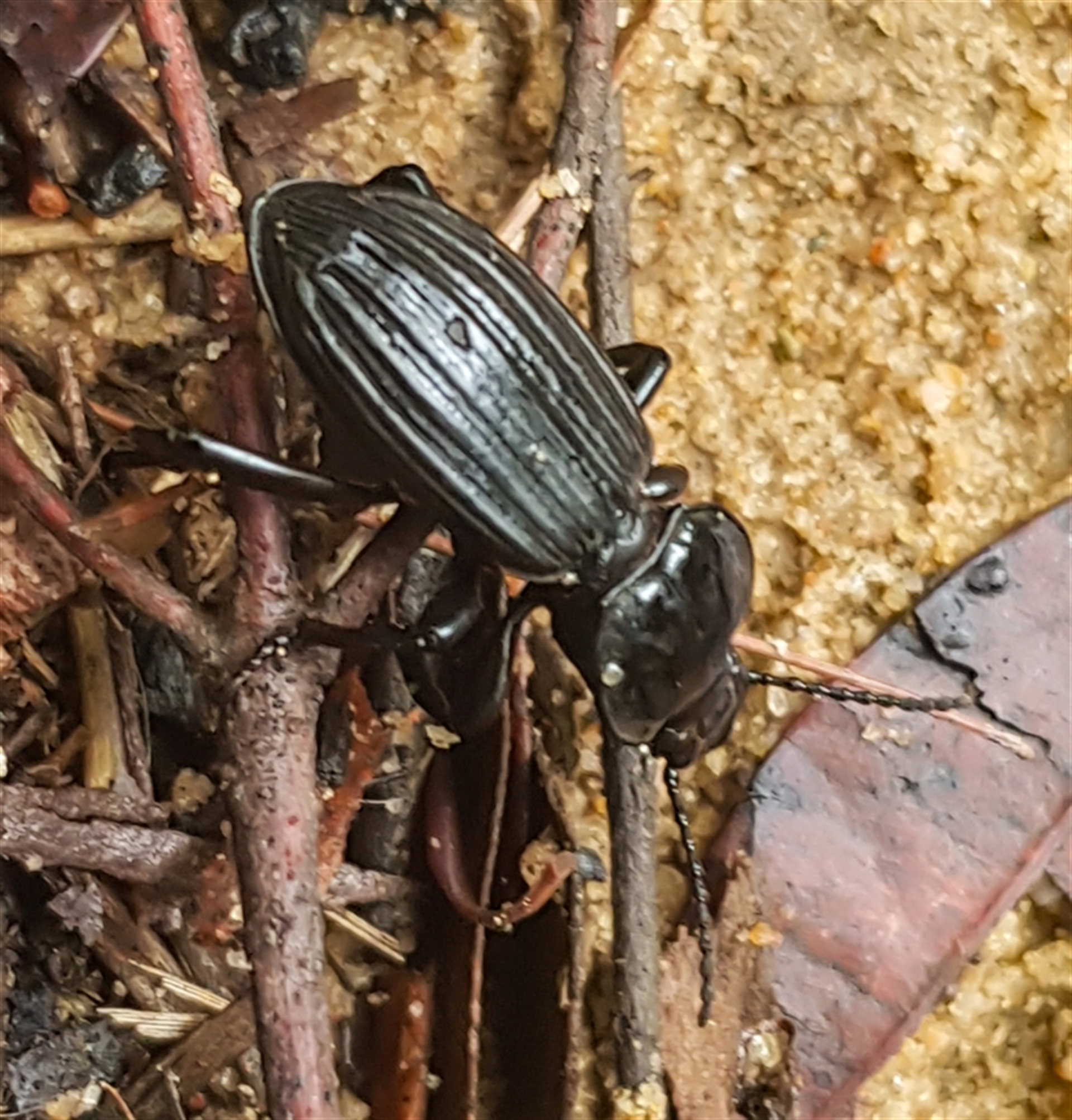 Cardiothorax sp. (genus) at Bargo, NSW - 28 Mar 2025 04:24 PM