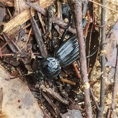 Cardiothorax sp. (genus) at Bargo, NSW - 28 Mar 2025 04:24 PM