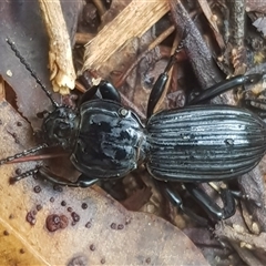 Cardiothorax sp. (genus) at Bargo, NSW - 28 Mar 2025 04:24 PM