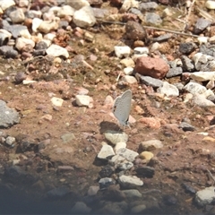Euchrysops cnejus at Katherine South, NT - 3 Apr 2025 11:50 AM