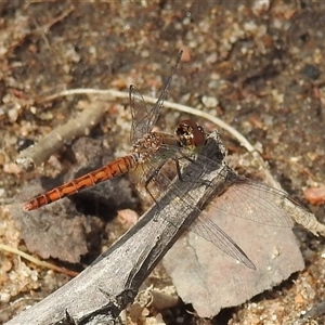 Nannodiplax rubra (Pygmy Percher) at Nitmiluk, NT - 3 Apr 2025 by HelenCross