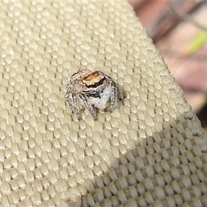 Salticidae (family) at Nitmiluk, NT - 3 Apr 2025 03:38 PM
