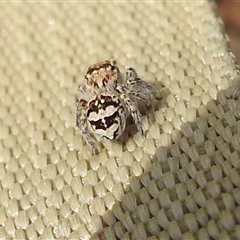 Salticidae (family) at Nitmiluk, NT - 3 Apr 2025 03:38 PM
