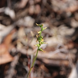 Corunastylis clivicola (Rufous midge orchid) at Hackett, ACT - 6 Apr 2025 by petersan