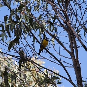 Pachycephala pectoralis at Duffy, ACT - 6 Apr 2025 10:32 AM
