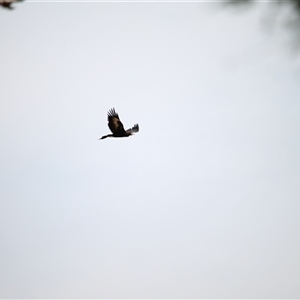 Aquila audax at Duffy, ACT - 6 Apr 2025 11:51 AM