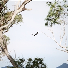 Aquila audax at Duffy, ACT - 6 Apr 2025 11:51 AM