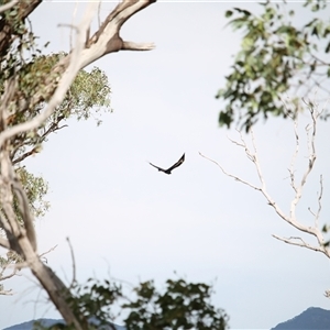 Aquila audax at Duffy, ACT - 6 Apr 2025 11:51 AM