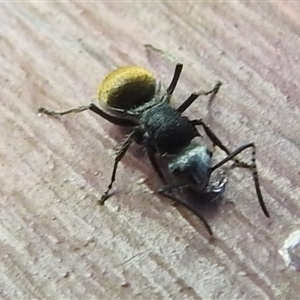Polyrhachis sp. (genus) at Nitmiluk, NT - 3 Apr 2025 04:02 PM