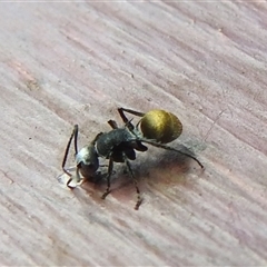 Polyrhachis sp. (genus) at Nitmiluk, NT - 3 Apr 2025 04:02 PM