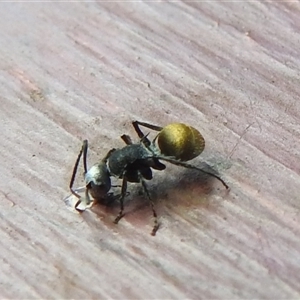 Polyrhachis sp. (genus) at Nitmiluk, NT - 3 Apr 2025 04:02 PM