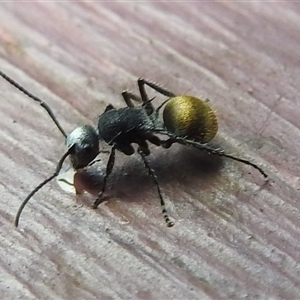 Polyrhachis sp. (genus) at Nitmiluk, NT - 3 Apr 2025 04:02 PM