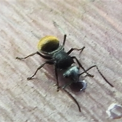 Polyrhachis sp. (genus) at Nitmiluk, NT - 3 Apr 2025 04:02 PM