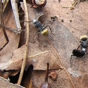 Polyrhachis sp. (genus) at Nitmiluk, NT - 3 Apr 2025 04:50 PM