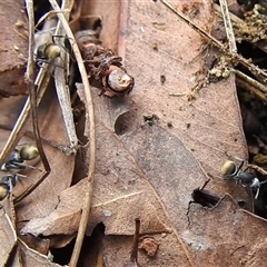 Polyrhachis sp. (genus) at Nitmiluk, NT - 3 Apr 2025 04:50 PM