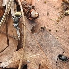 Polyrhachis sp. (genus) at Nitmiluk, NT - 3 Apr 2025 04:50 PM