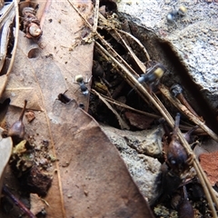 Polyrhachis sp. (genus) at Nitmiluk, NT - 3 Apr 2025 04:50 PM