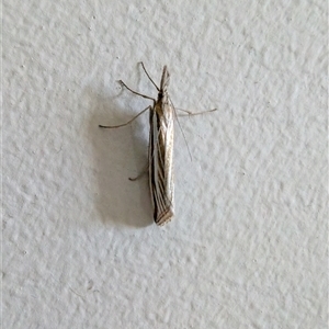 Hednota grammellus at Lawson, ACT - 5 Apr 2025 04:05 PM