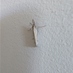 Hednota grammellus at Lawson, ACT - 5 Apr 2025 04:05 PM