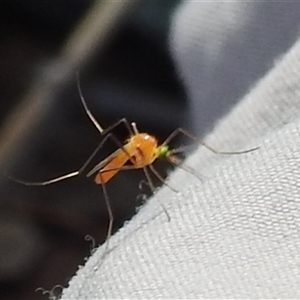 Coquillettidia xanthogaster at Nitmiluk, NT - 3 Apr 2025 04:53 PM