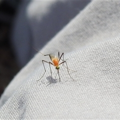 Coquillettidia xanthogaster at Nitmiluk, NT - 3 Apr 2025 04:53 PM