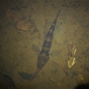 Philypnodon grandiceps at Bandon Grove, NSW - 20 Nov 2020 09:27 PM
