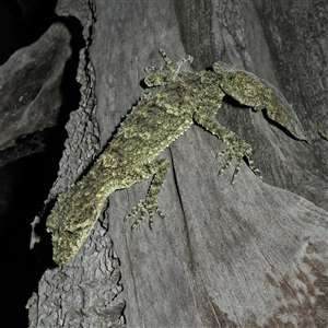 Saltuarius moritzi at Chichester, NSW - suppressed