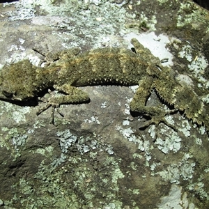 Saltuarius moritzi at Chichester, NSW - suppressed