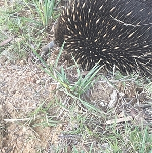 Tachyglossus aculeatus (Short-beaked Echidna) at Nimmitabel, NSW - 3 Apr 2025 by JaneR
