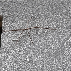 Ctenomorpha marginipennis (Margin-winged stick insect) at Greenway, ACT - 6 Apr 2025 by MichaelDaly