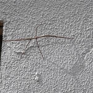 Ctenomorpha marginipennis (Margin-winged stick insect) at Greenway, ACT - 6 Apr 2025 by MichaelDaly