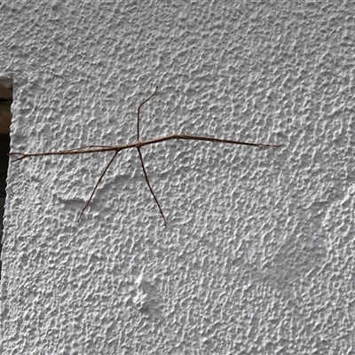 Ctenomorpha marginipennis (Margin-winged stick insect) at Greenway, ACT - 6 Apr 2025 by MichaelDaly
