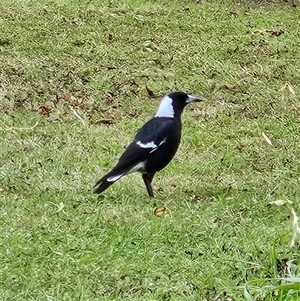 Gymnorhina tibicen (Australian Magpie) at Braidwood, NSW - 6 Apr 2025 by MatthewFrawley