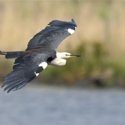 Ardea pacifica (White-necked Heron) at Dunlop, ACT - 9 Feb 2025 by Thurstan