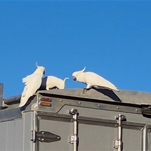 Cacatua galerita at Robinvale, VIC - 24 Mar 2025 08:51 AM