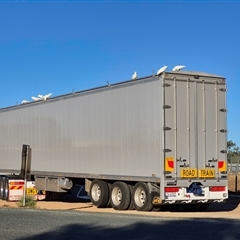 Cacatua galerita at Robinvale, VIC - 24 Mar 2025 08:51 AM