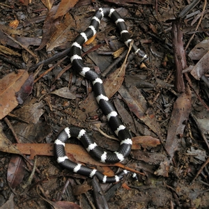 Vermicella annulata at Bandon Grove, NSW - 8 Mar 2020 12:14 PM