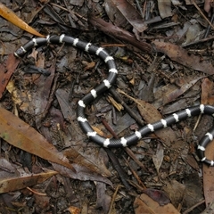 Vermicella annulata at Bandon Grove, NSW - 8 Mar 2020 12:14 PM