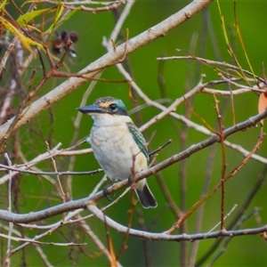 Todiramphus sanctus at Kelso, QLD - 6 Apr 2025 by TerryS