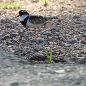 Charadrius melanops at Pinnacles, QLD - 6 Apr 2025 07:55 AM