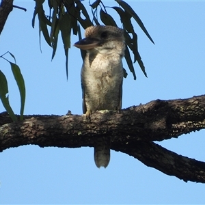 Dacelo novaeguineae at Kelso, QLD - 6 Apr 2025 by TerryS