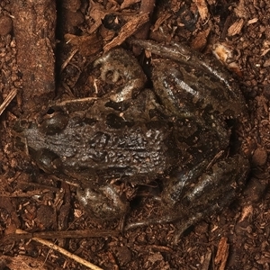 Limnodynastes tasmaniensis at Lake George, NSW - 5 Apr 2025 02:09 PM