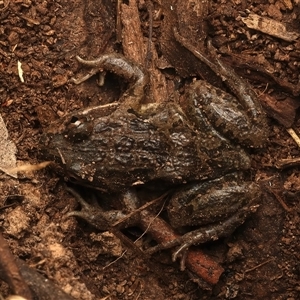 Limnodynastes tasmaniensis at Lake George, NSW - 5 Apr 2025 02:09 PM