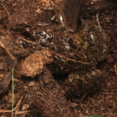 Limnodynastes tasmaniensis at Lake George, NSW - 5 Apr 2025 02:09 PM