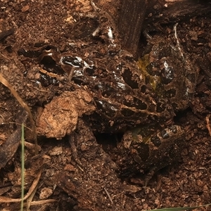 Limnodynastes tasmaniensis at Lake George, NSW - 5 Apr 2025 02:09 PM