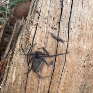 Trachycosmidae (family) at Wooragee, VIC - 6 Apr 2025 04:11 PM
