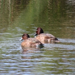 Aythya australis at Denman Prospect, ACT - 6 Apr 2025 09:55 AM