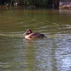 Aythya australis at Denman Prospect, ACT - 6 Apr 2025 09:55 AM